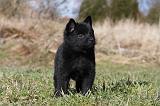 SCHIPPERKE 817